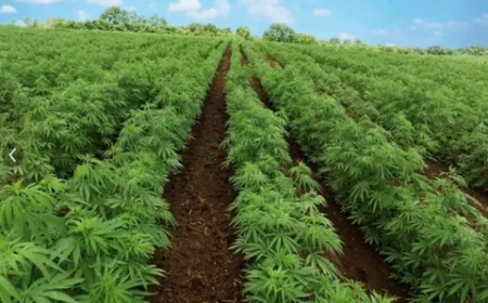 Choosing the Best Trellis for Cannabis – A Grower’s Guide