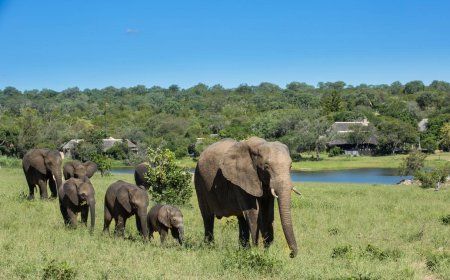 Top Reasons to Visit Sabi Sands Game Reserve for Unforgettable Safari Adventures