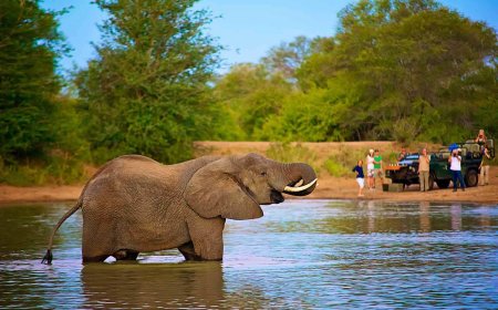 Find the Perfect Timbavati Safari Lodges for Big Five Game Viewing and Comfort