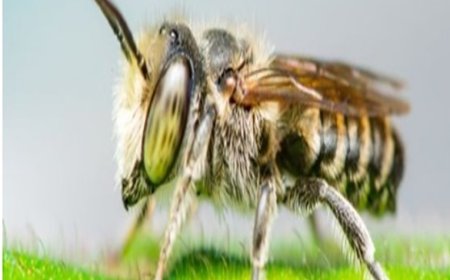 How to Spot a Bee Infestation in Your Melbourne Home or Garden