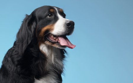 Dogs for Sale: Your Guide to Finding the Perfect Canine Companion