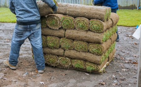 Sod vs Seed: What Works Better for Patchy Lawns?