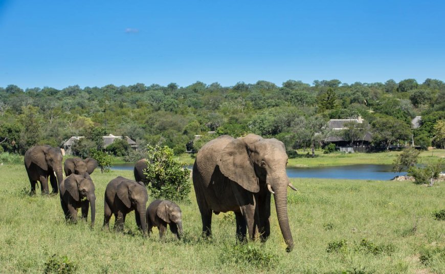 Top Reasons to Visit Sabi Sands Game Reserve for Unforgettable Safari Adventures