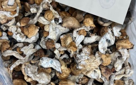 WHAT IS PENIS ENVY MAGIC MUSHROOM