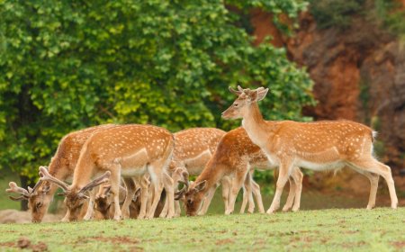 Capturing the Wild: The Power of an Eloquent Image in Wildlife Conservation