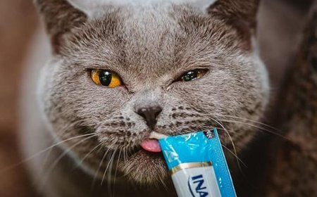 First-Time Pet Parent? Here’s Your Starter Kit for Raising a Happy, Healthy Dog or Cat