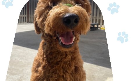 Fully Trained Dogs for Sale: Your Ideal Companion Awaits