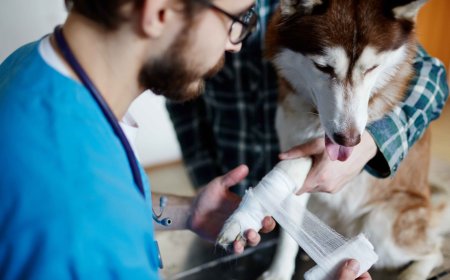 Vet Poison Control: How to Keep Your Pet Safe from Common Household Hazards