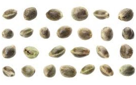 Your Complete Guide to Choosing and Growing Cannabis Seeds