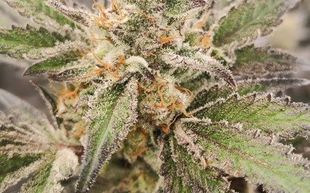 Cannabis Near Me – Quality Cannabis Delivered with Ease