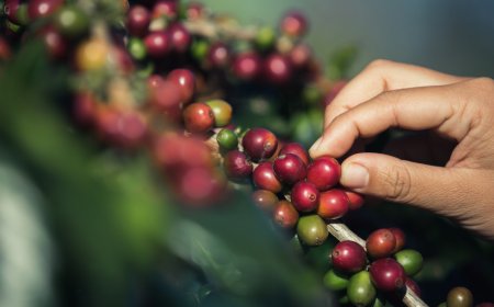 Discovering the Richness of Organic Shade Grown Coffee