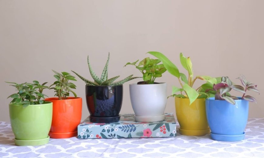 Buy Wholesale Flower Pots at the Best Prices – Explore Top Garden Picks Today