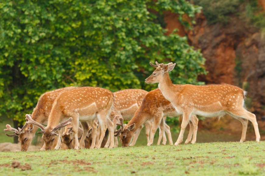 Capturing the Wild: The Power of an Eloquent Image in Wildlife Conservation