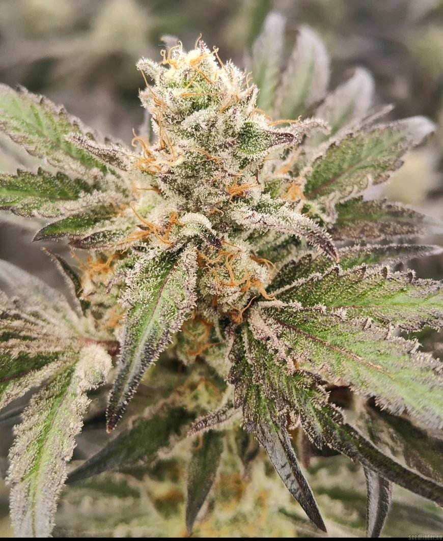 Cannabis Near Me – Quality Cannabis Delivered with Ease